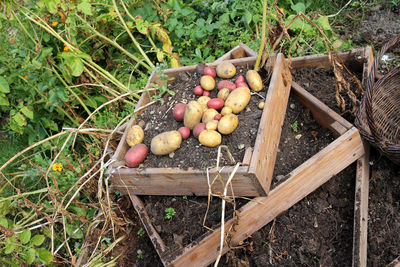 High angle view of fruits growing in container