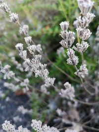Close-up of white flowering plants on field