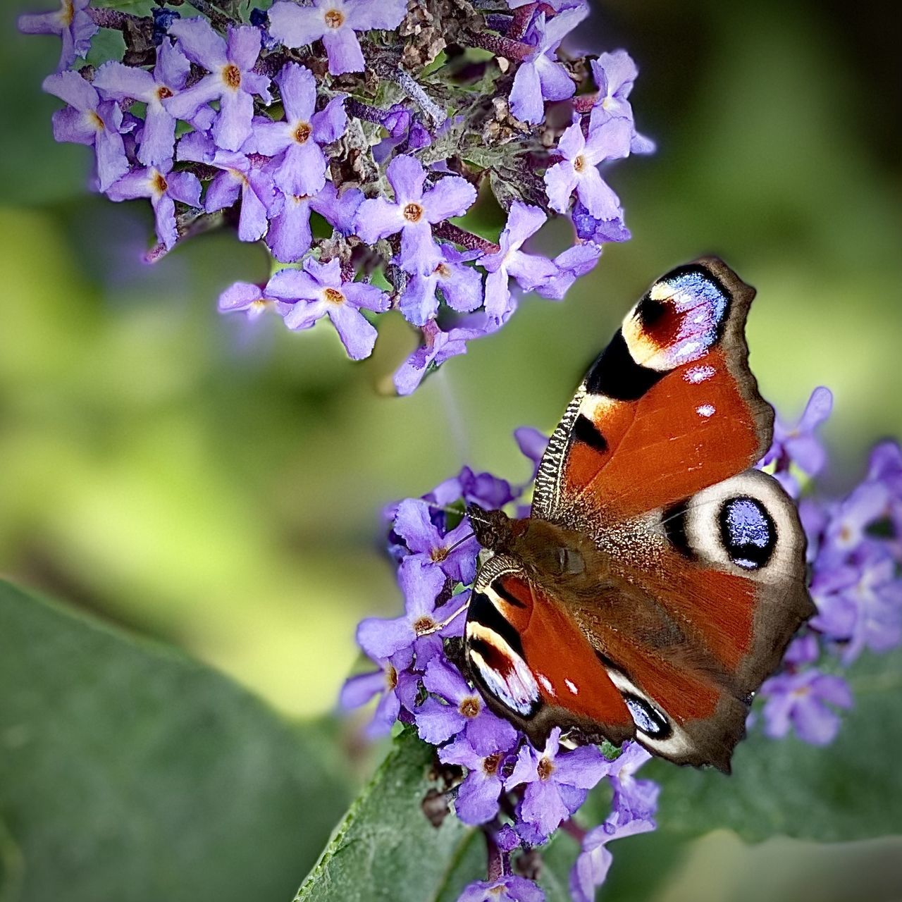 BUTTERFLY ON PURPLE FLOWER