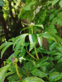 Close-up of wet plant