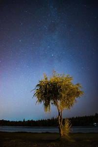 Tree on field against sky at night