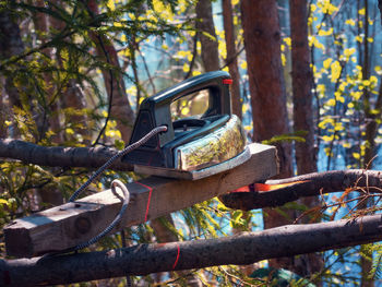 Bird perching on tree in forest