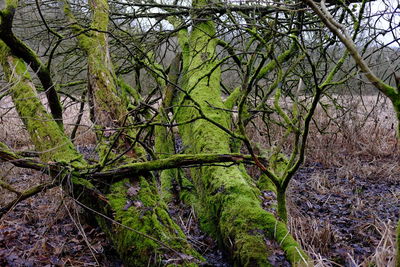 Trees growing in forest