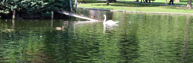 View of birds in lake