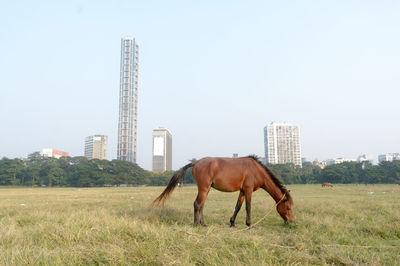 Horse standing on field against sky