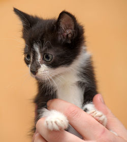 Midsection of person holding cat