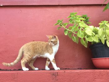 Portrait of cat on potted plant