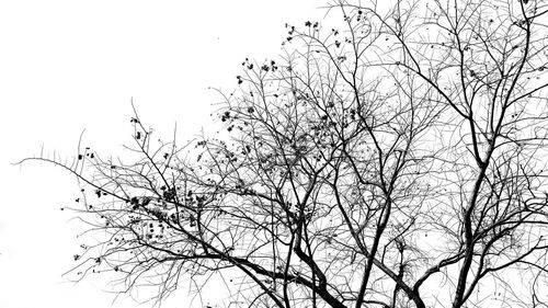 Low angle view of silhouette bare tree against clear sky