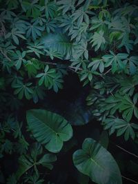 Close-up of green leaves