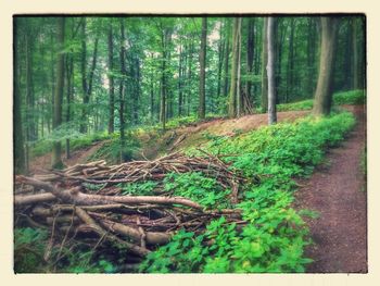 Trees in forest