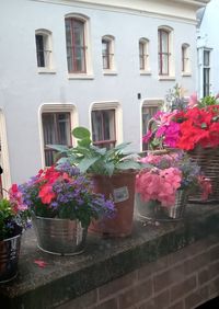 Potted plants outside house