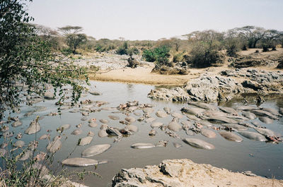 Scenic view of lake against clear sky