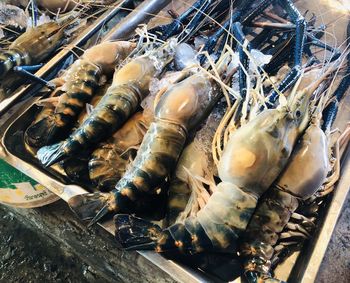 High angle view of fish for sale in market