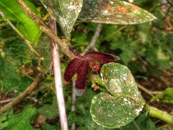 Close-up of red flower