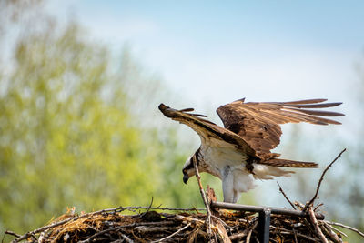 Low angle view of eagle flying against sky