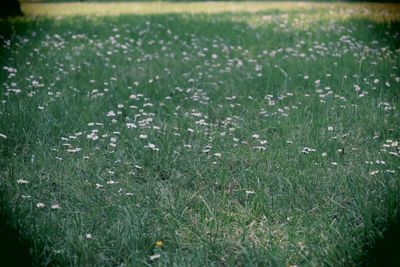 View of flowering plants on field