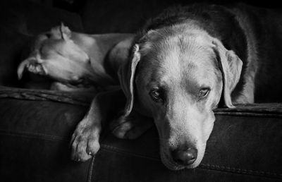 Close-up of dog resting