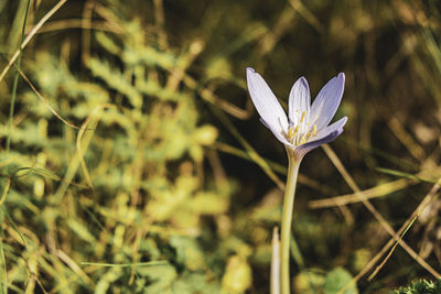 Close-up of white crocus flowers on field