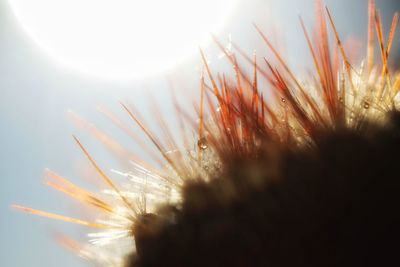 Low angle view of plants against sky during sunset