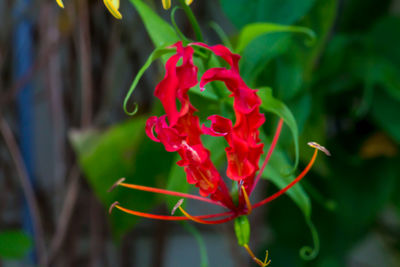 Close-up of red rose flower