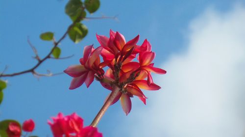 Low angle view of pink flowering plant against sky