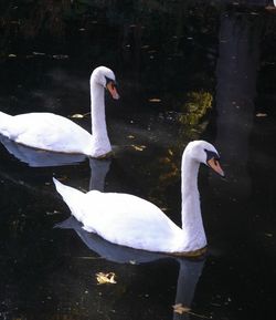 Birds in calm water