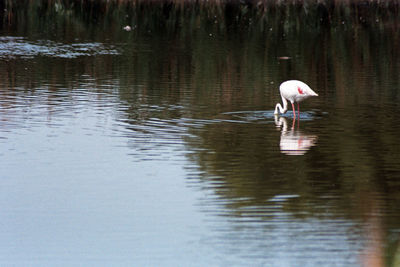 Bird in a lake