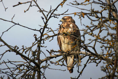 Low angle view of bird perching on tree against sky