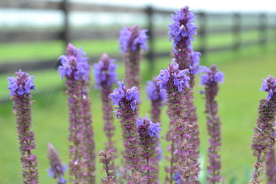 Close-up of purple flowering plants on field