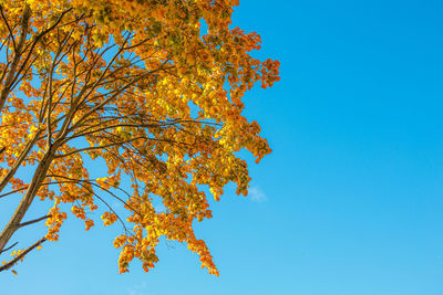 Low angle view of autumnal tree against blue sky