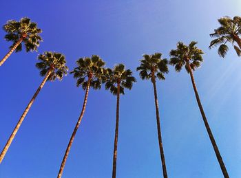 Low angle view of trees against clear blue sky