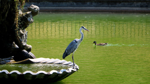 High angle view of gray heron perching on lake