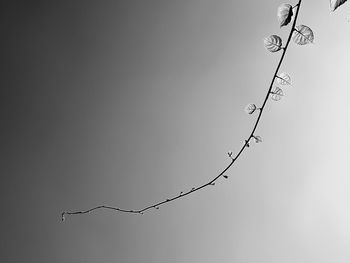 Low angle view of silhouette plant against clear sky