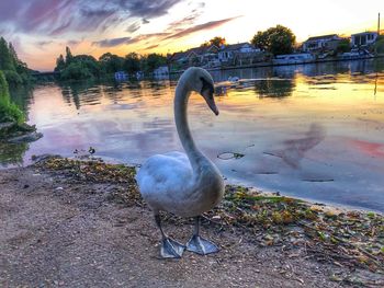 Swan in lake against sky during sunset