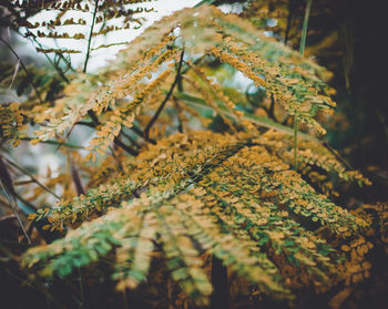 Low angle view of moss growing on tree