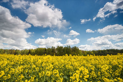 Scenic view of oilseed rape field against sky