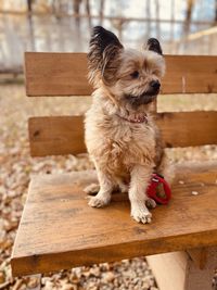 Dog sitting on bench