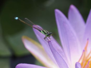 Close-up of insect on purple flower