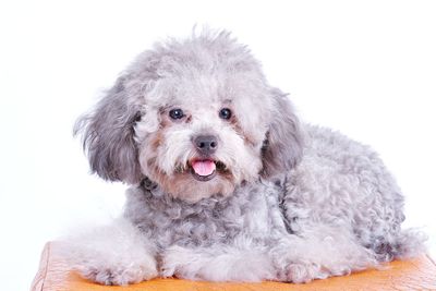 Portrait of dog against white background