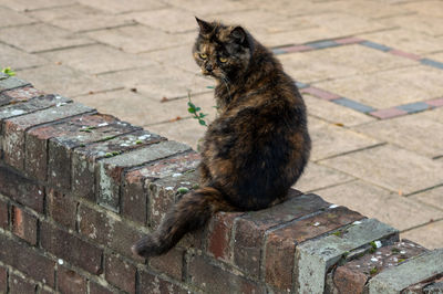 High angle view of cat on footpath