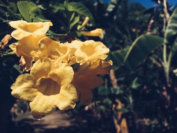 Close-up of yellow flower