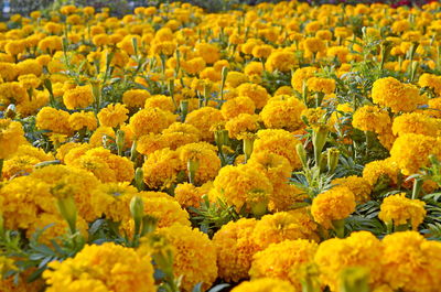 Close-up of yellow flowering plants