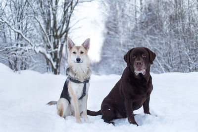 Portrait of dogs sitting on snow