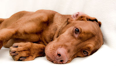 Close-up of dog lying on blanket