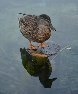 High angle view of bird perching on a lake