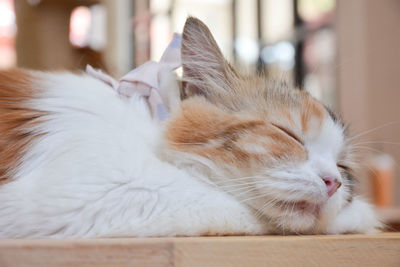 Close-up of a cat sleeping