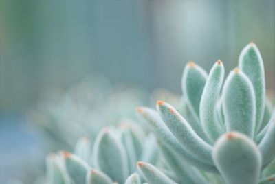 Close-up of flower blooming outdoors