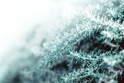 Close-up of pine tree during winter