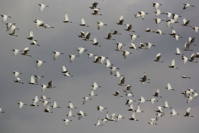 Low angle view of birds flying in sky