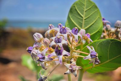 Close-up of purple flowering plant